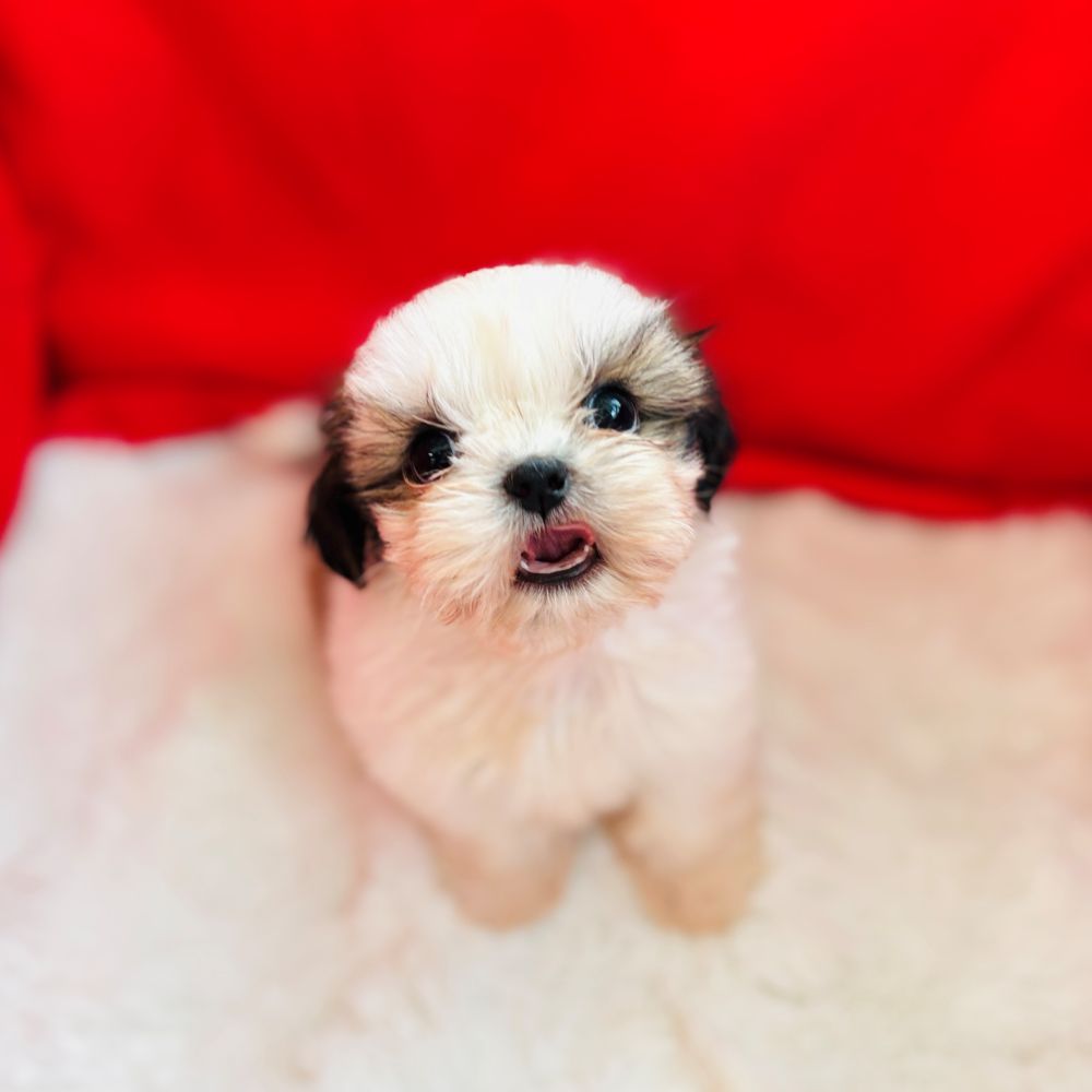 愛知県のシーズー (犬の家＆猫の里愛知刈谷店/2025年5月23日生まれ/女の子/ゴールドホワイト)の子犬の2枚目の画像