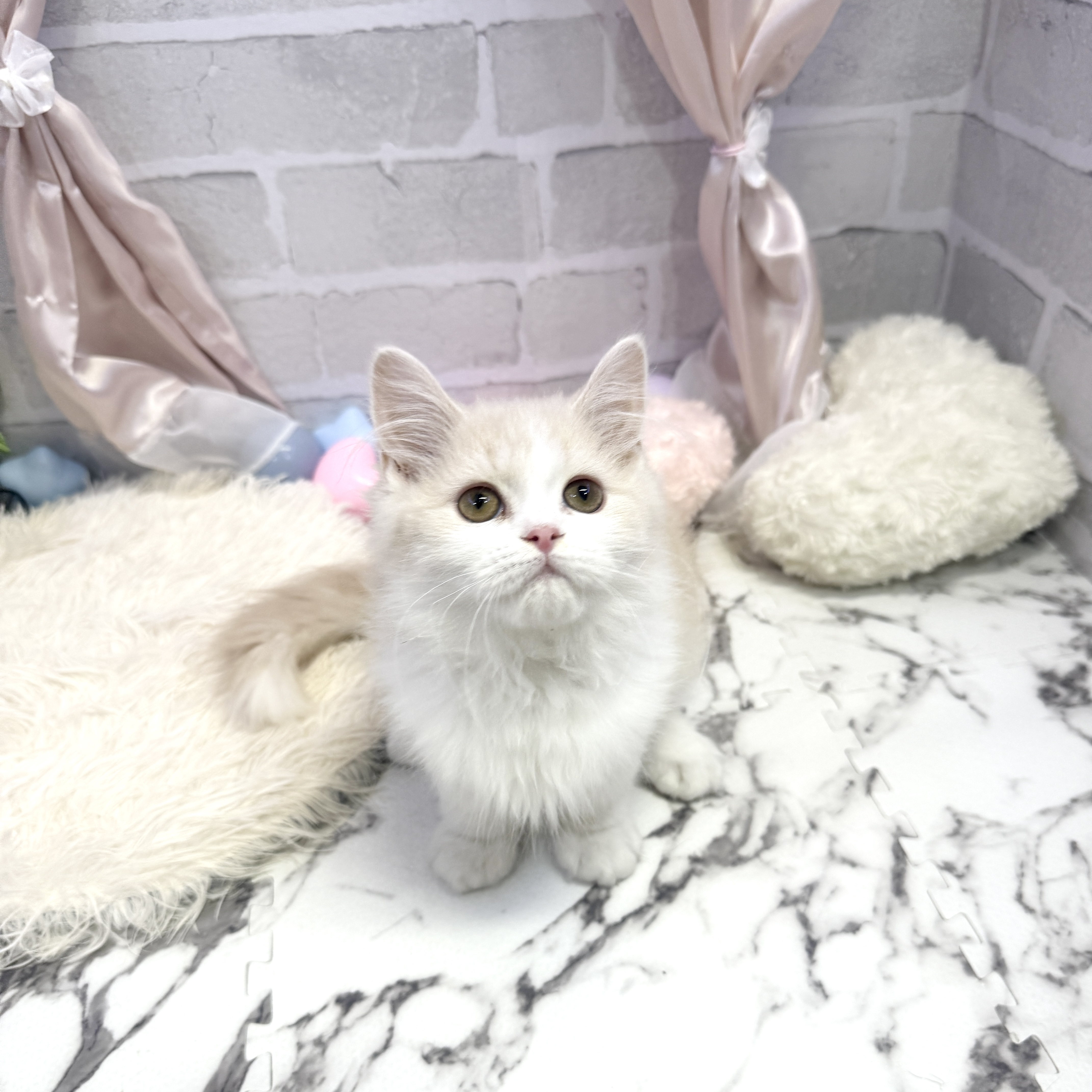 愛知県のスコティッシュストレート (犬の家＆猫の里岡崎店/2025年5月15日生まれ/男の子/クリームホワイト)の子猫の2枚目の画像