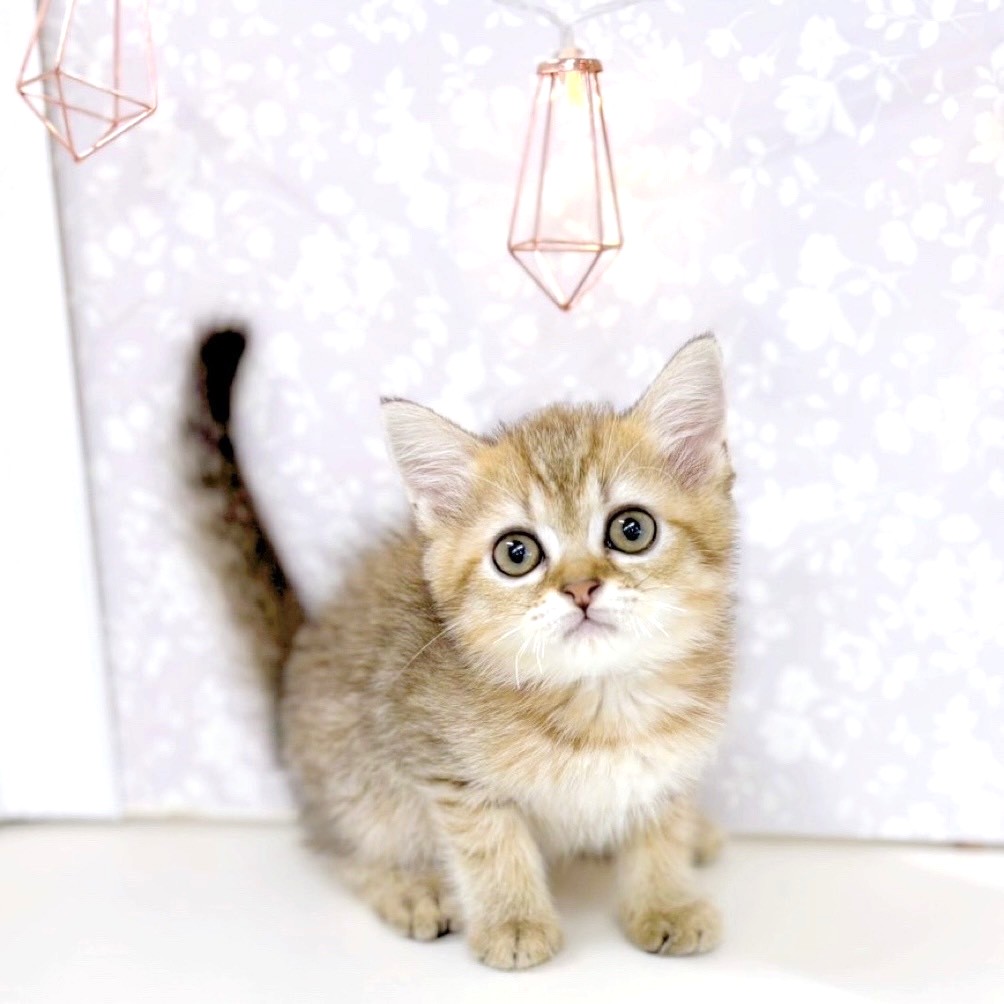 富山県のミヌエット (犬の家＆猫の里アミーゴ高岡蓮花寺店/2025年5月20日生まれ/男の子/ブラウンタビー)の子猫の1枚目の画像