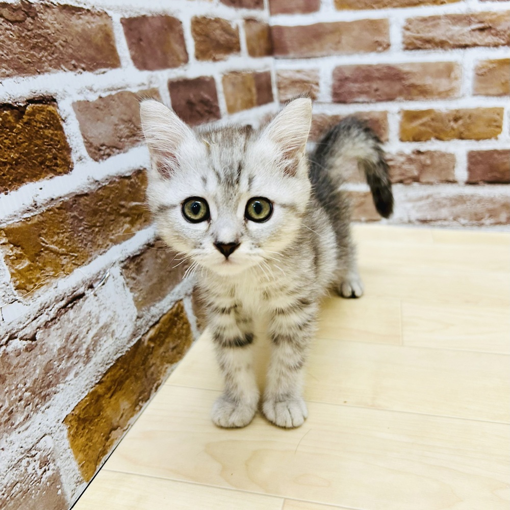 愛知県のミヌエット (犬の家＆猫の里七宝店/2025年5月20日生まれ/男の子/シルバータビー)の子猫の2枚目の画像