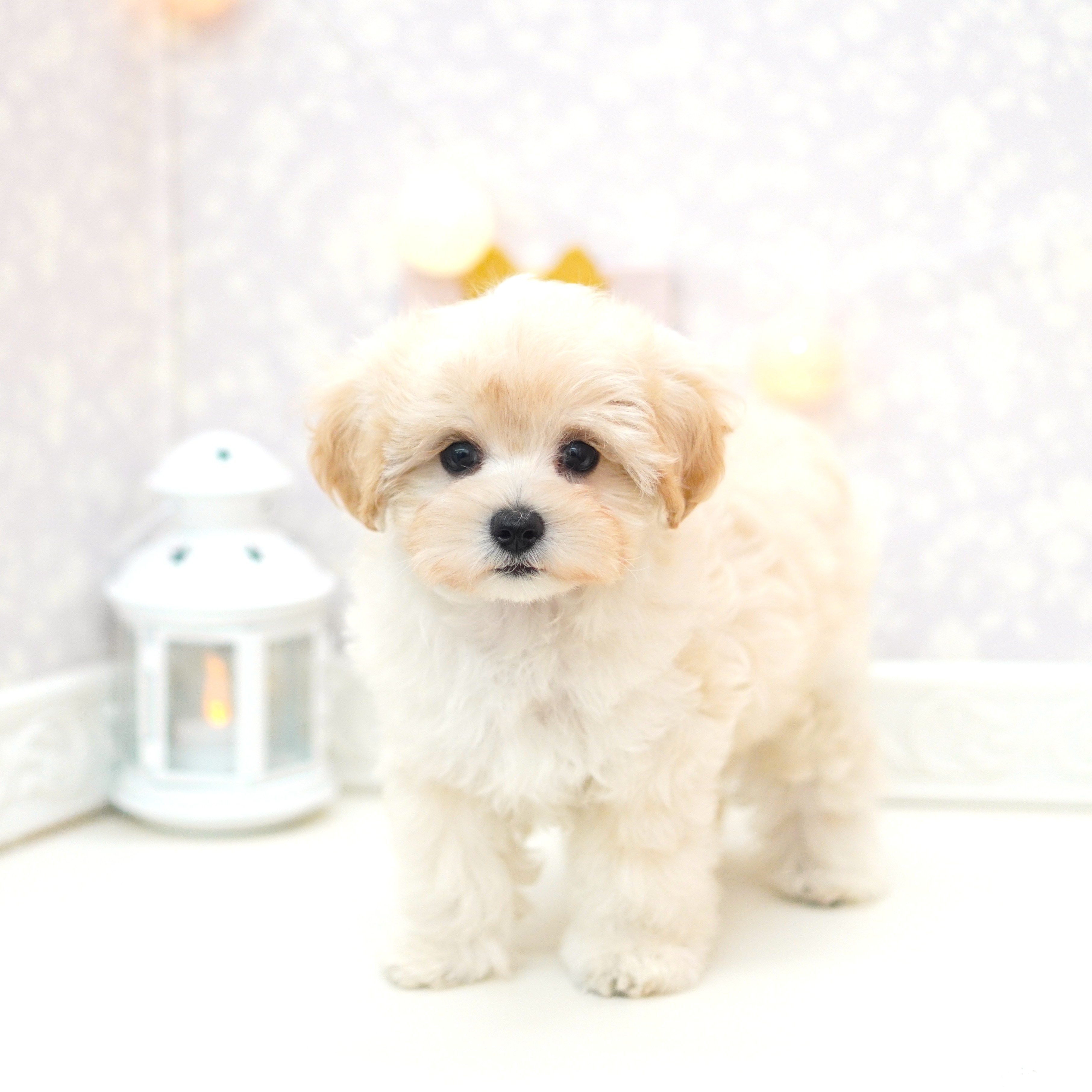 富山県のマルプー(マルチーズ×プードル) (犬の家＆猫の里アミーゴ山室店/2025年5月20日生まれ/男の子/クリームホワイト)の子犬の2枚目の画像