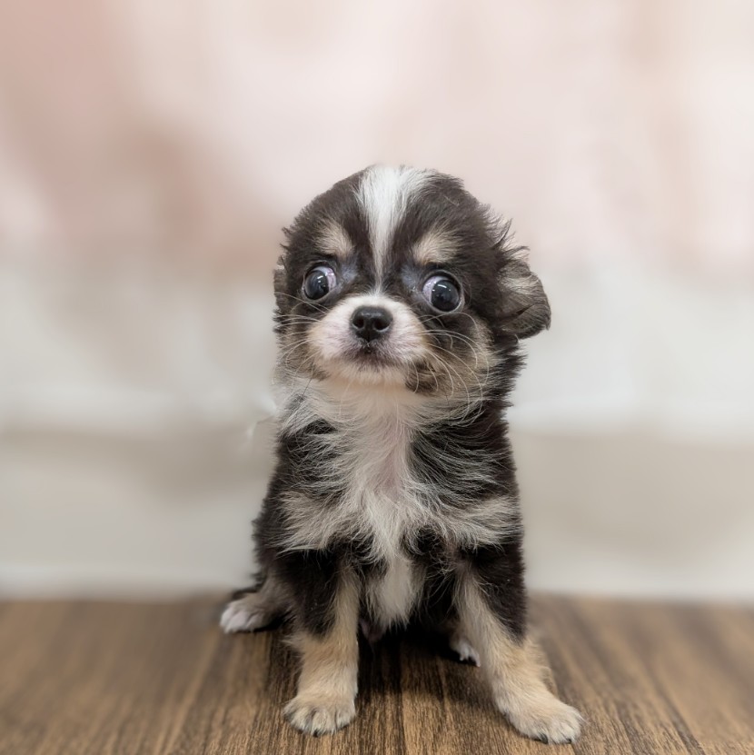 兵庫県のチワワ(ロング) (犬の家＆猫の里カナート西神戸店/2025年5月23日生まれ/男の子/ブラックタンホワイト)の子犬の1枚目の画像