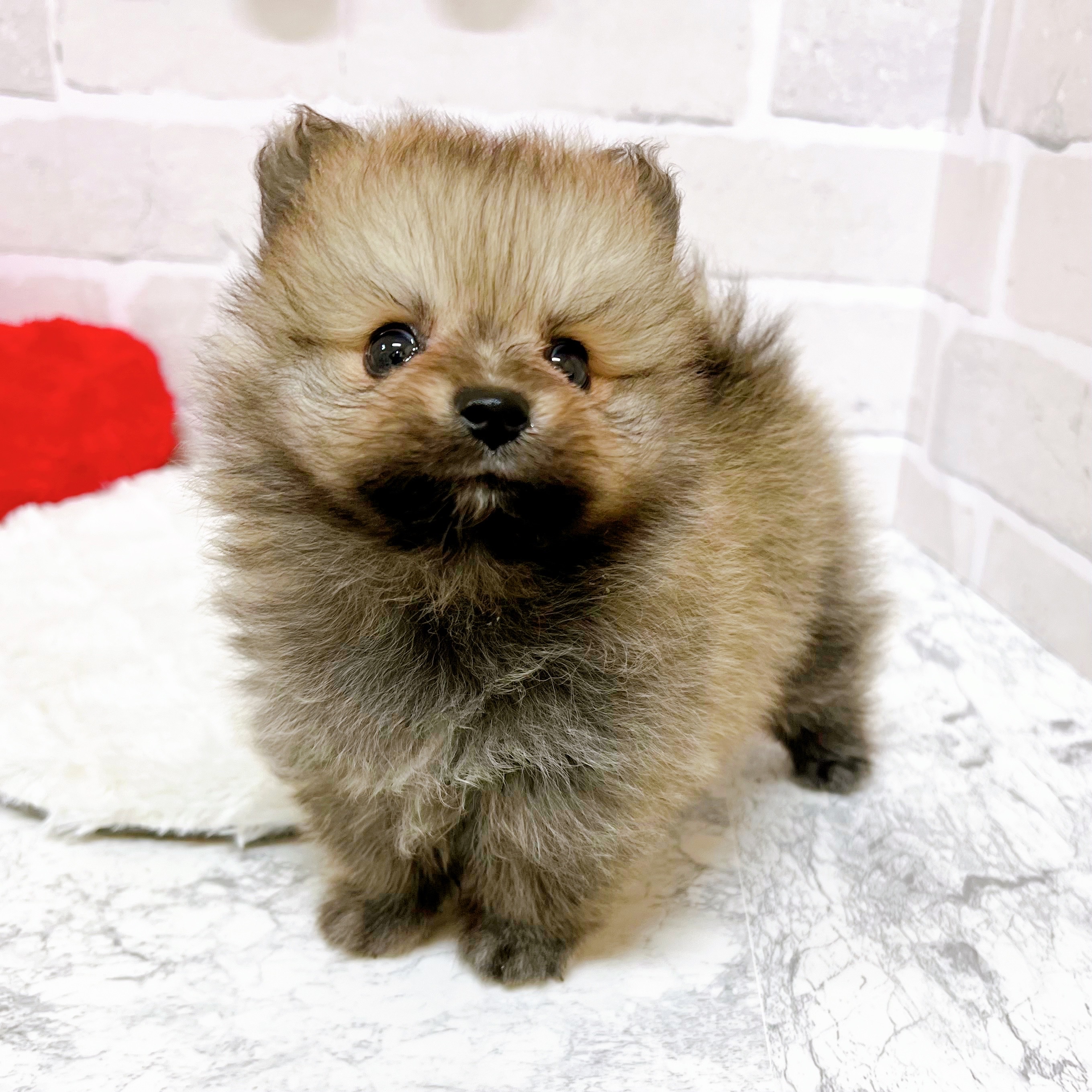 京都府のポメラニアン (犬の家＆猫の里京都精華店/2025年5月24日生まれ/男の子/ウルフセーブル)の子犬の2枚目の画像