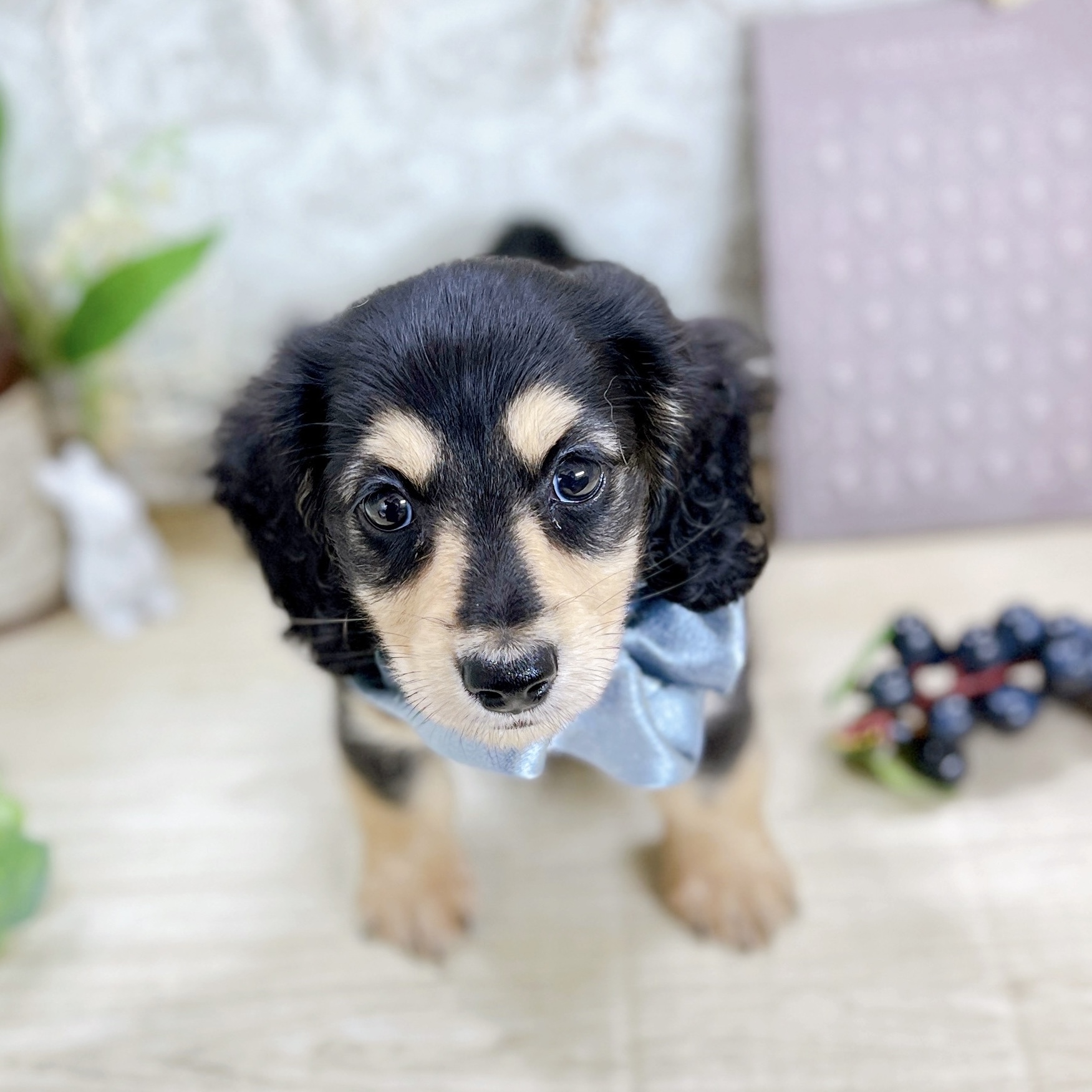 福井県のミニチュアダックスフンド(ロング) (犬の家＆猫の里アミーゴ福井大和田店/2025年5月24日生まれ/男の子/ブラックイエロー)の子犬の2枚目の画像