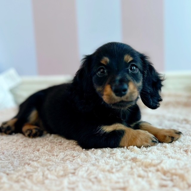 レッド(赤系)のミニチュアダックスの子犬一覧 | ペットショップ