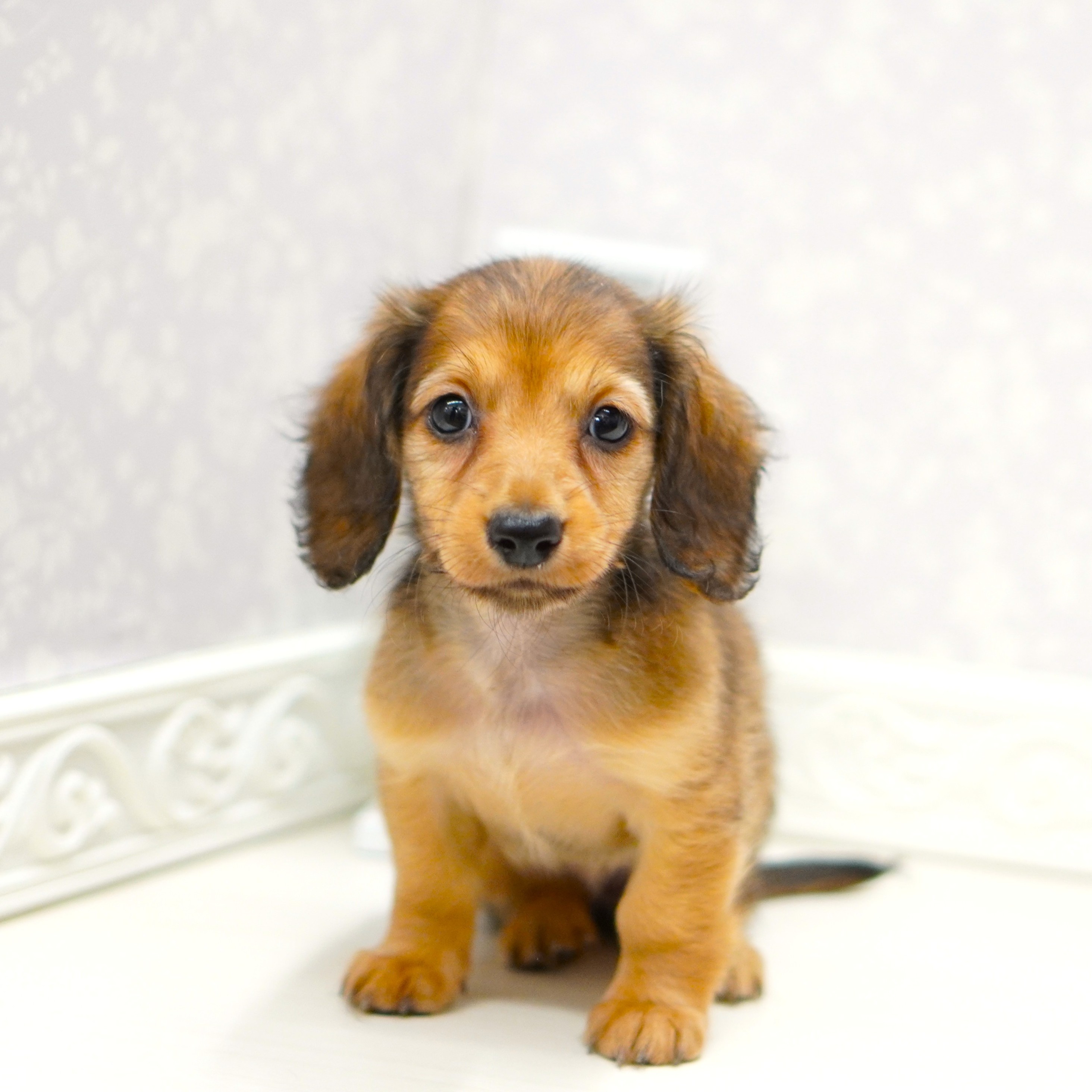 富山県のミニチュアダックスフンド(ロング) (犬の家＆猫の里アミーゴ山室店/2025年5月24日生まれ/女の子/シェーデットイエロー)の子犬