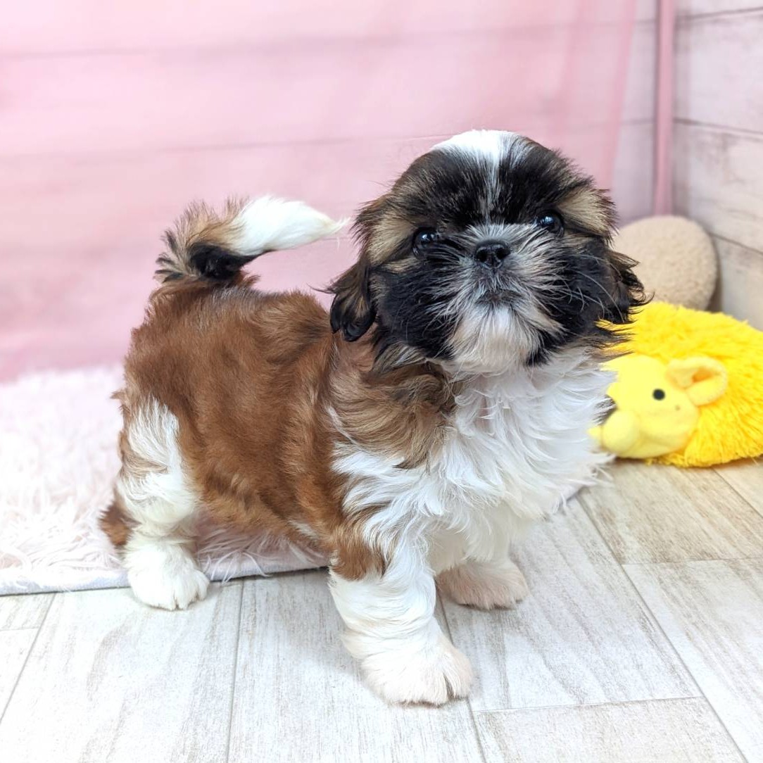 兵庫県のシーズー (犬の家＆猫の里川西店/2025年5月24日生まれ/女の子/ゴールドホワイト)の子犬の2枚目の画像