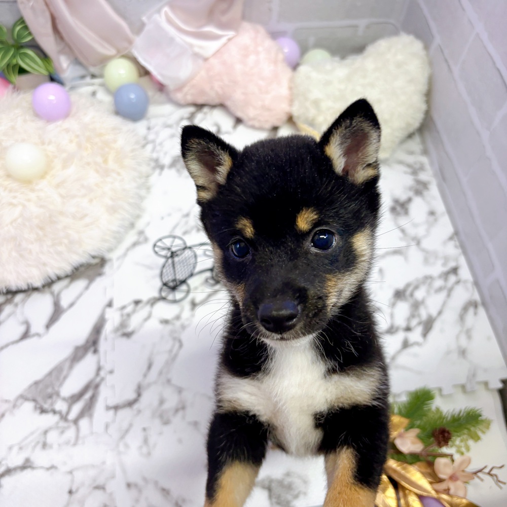 愛知県の豆柴 (犬の家＆猫の里岡崎店/2025年5月24日生まれ/男の子/黒)の子犬の2枚目の画像