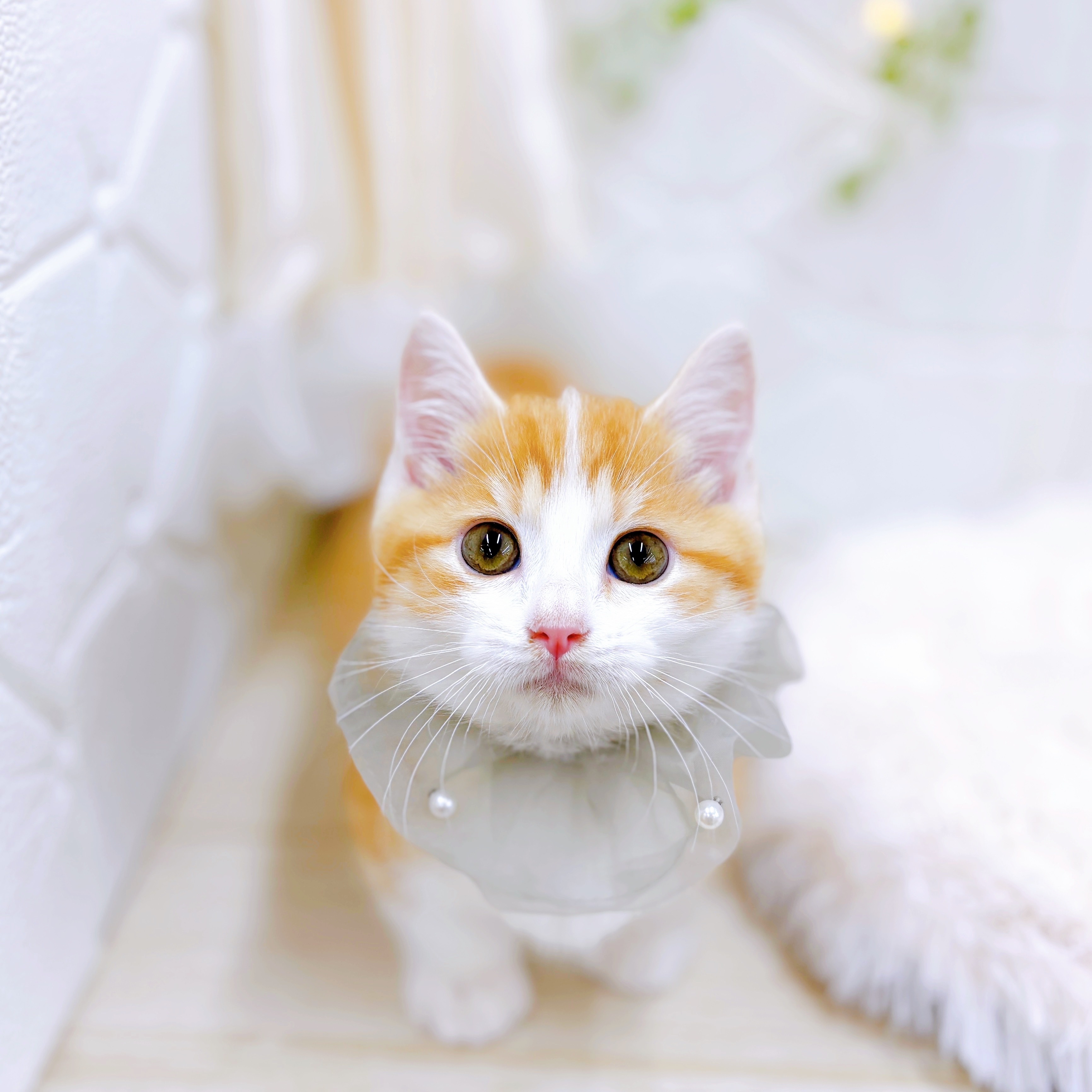 福井県のマンチカン (犬の家＆猫の里アミーゴ福井店/2025年5月21日生まれ/男の子/レッドタビーホワイト)の子猫の1枚目の画像