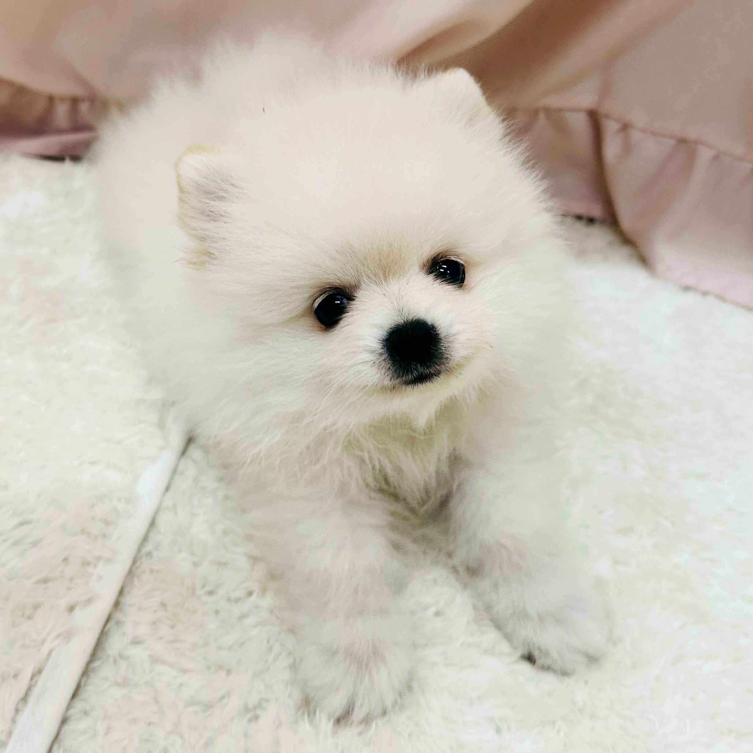 愛知県のポメラニアン (犬の家＆猫の里アミーゴ神の倉店/2025年5月24日生まれ/女の子/クリーム)の子犬の2枚目の画像