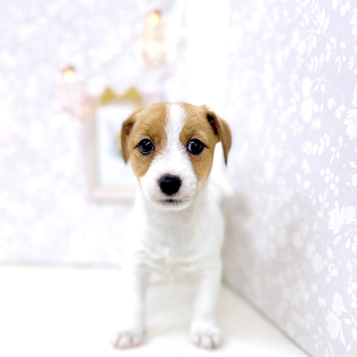 富山県のジャックラッセルテリア (犬の家＆猫の里アミーゴ高岡蓮花寺店/2025年5月24日生まれ/女の子/ホワイトタン)の子犬の1枚目の画像