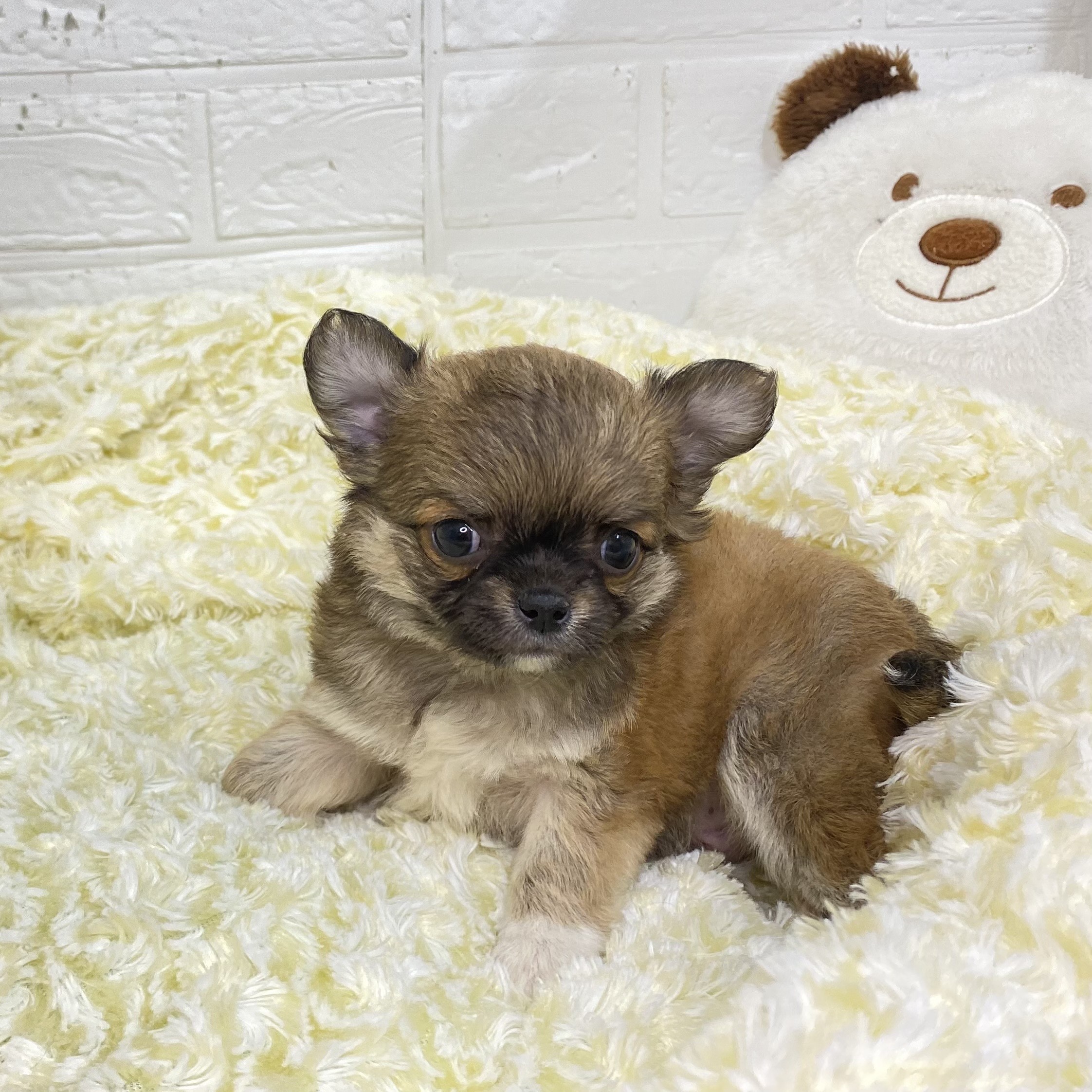 長野県のチワワ(ロング) (犬の家＆猫の里長野店/2025年5月27日生まれ/男の子/フォーンホワイト)の子犬の2枚目の画像