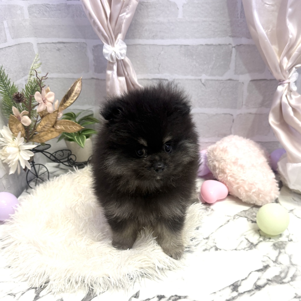 愛知県のポメラニアン (犬の家＆猫の里岡崎店/2025年5月23日生まれ/男の子/ブラックタン)の子犬の1枚目の画像