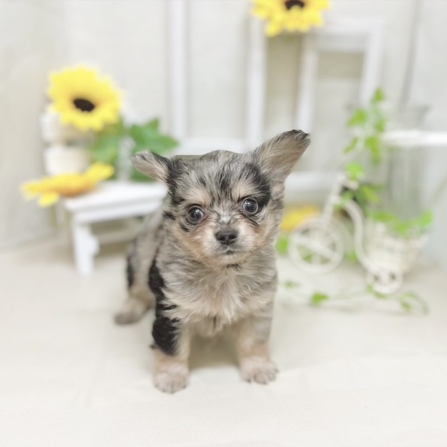 シルバーダップル 🐶ハーフ犬 (チワワ×ミニチュアダックスフンド) 👦🏼オス
