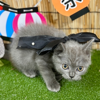 神奈川県のブリティッシュショートヘアー (犬の家＆猫の里小田原店/2025年5月21日生まれ/男の子/ブルー)の子猫の2枚目の画像