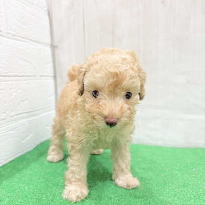 三重県のトイプードル(トイ) (犬の家＆猫の里三重桑名店/2025年5月25日生まれ/女の子/クリーム)の子犬の1枚目の画像