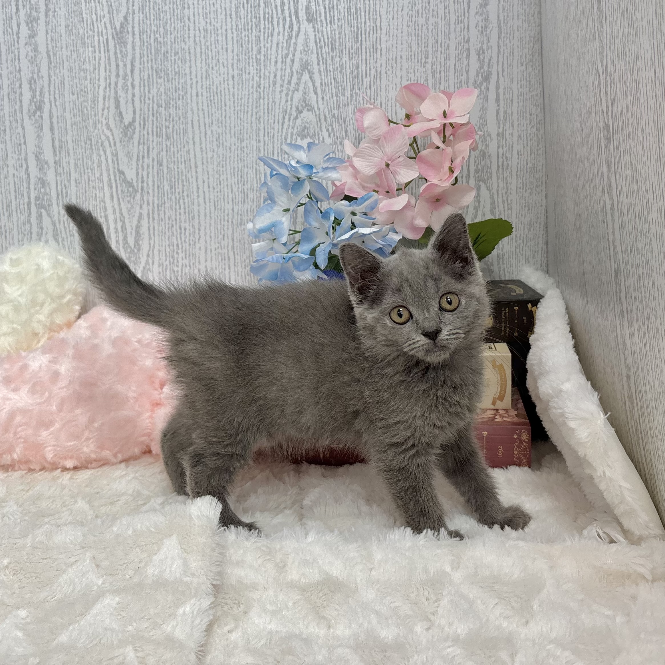 神奈川県のブリティッシュショートヘアー (犬の家＆猫の里相模原店/2025年5月21日生まれ/女の子/ブルー)の子猫の2枚目の画像