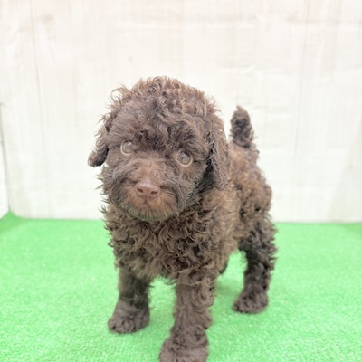 三重県のトイプードル(トイ) (犬の家＆猫の里三重桑名店/2025年5月25日生まれ/男の子/ブラウン)の子犬の1枚目の画像