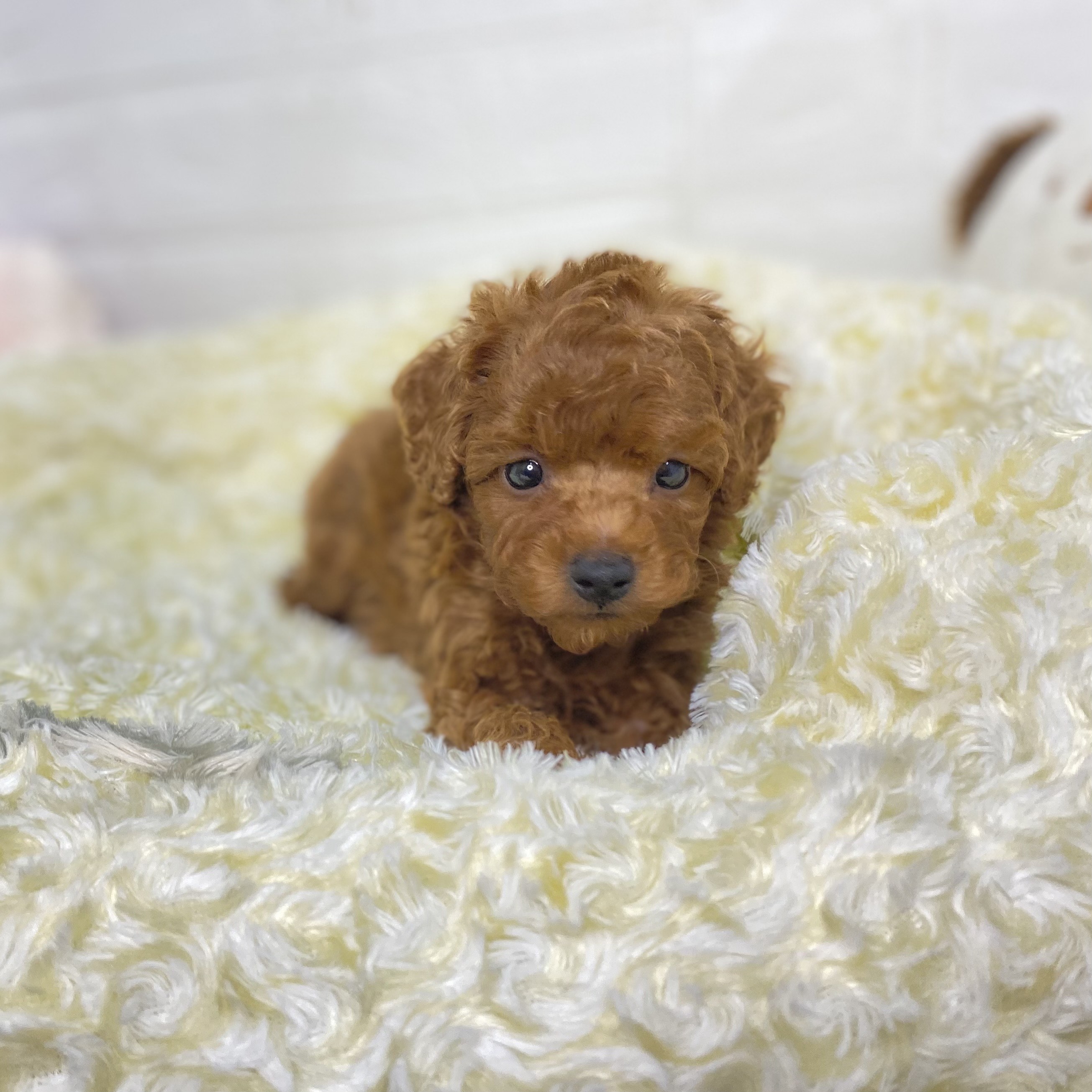 長野県のトイプードル(トイ) (犬の家＆猫の里長野店/2025年5月26日生まれ/男の子/レッド)の子犬の2枚目の画像