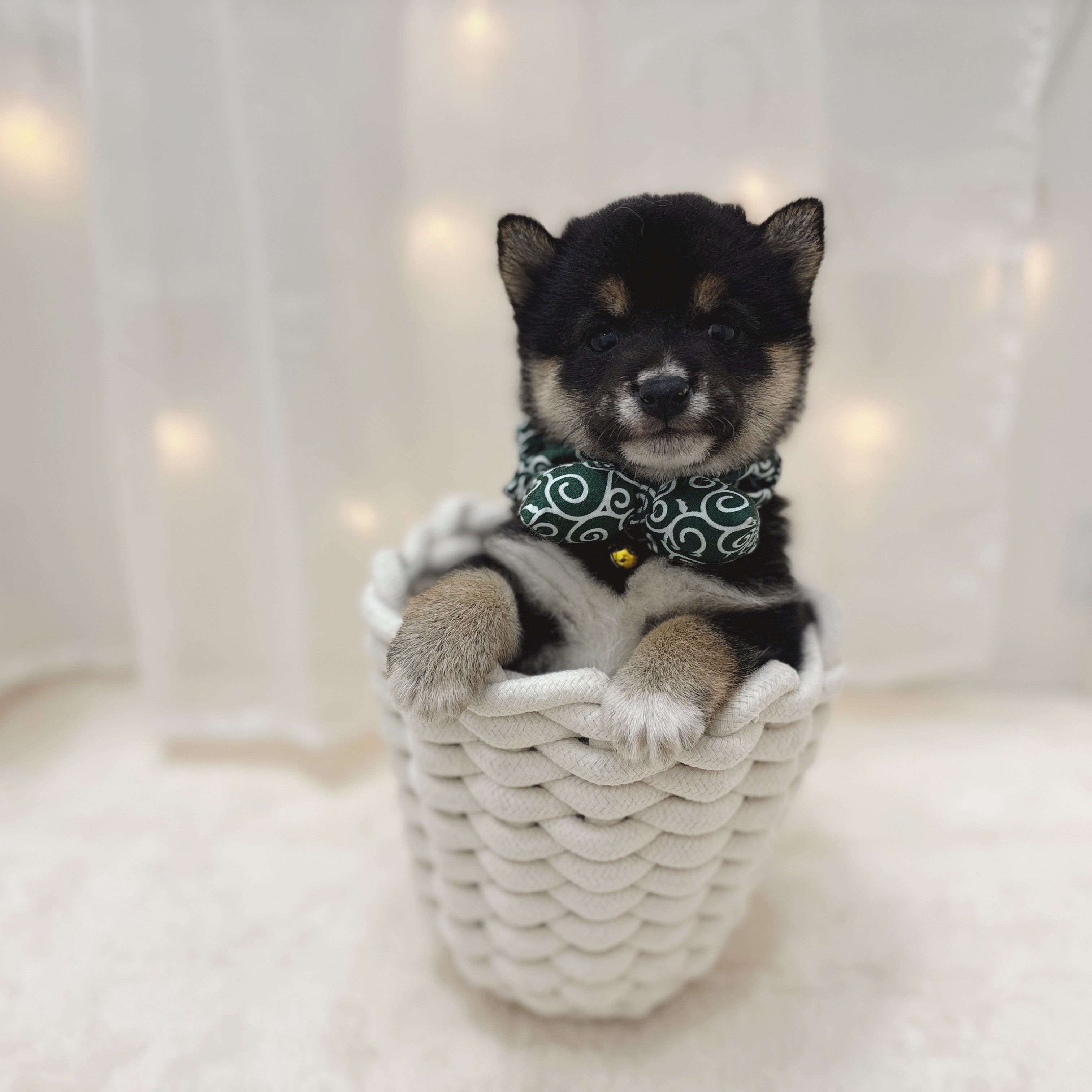 千葉県の豆柴 (犬の家＆猫の里BIGHOPガーデンモール印西店/2025年5月26日生まれ/女の子/黒)の子犬の2枚目の画像