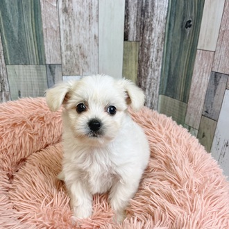 静岡県のハーフ犬・ミックス犬 (犬の家＆猫の里マークイズ静岡店/2025年5月27日生まれ/男の子/ホワイト)の子犬の2枚目の画像