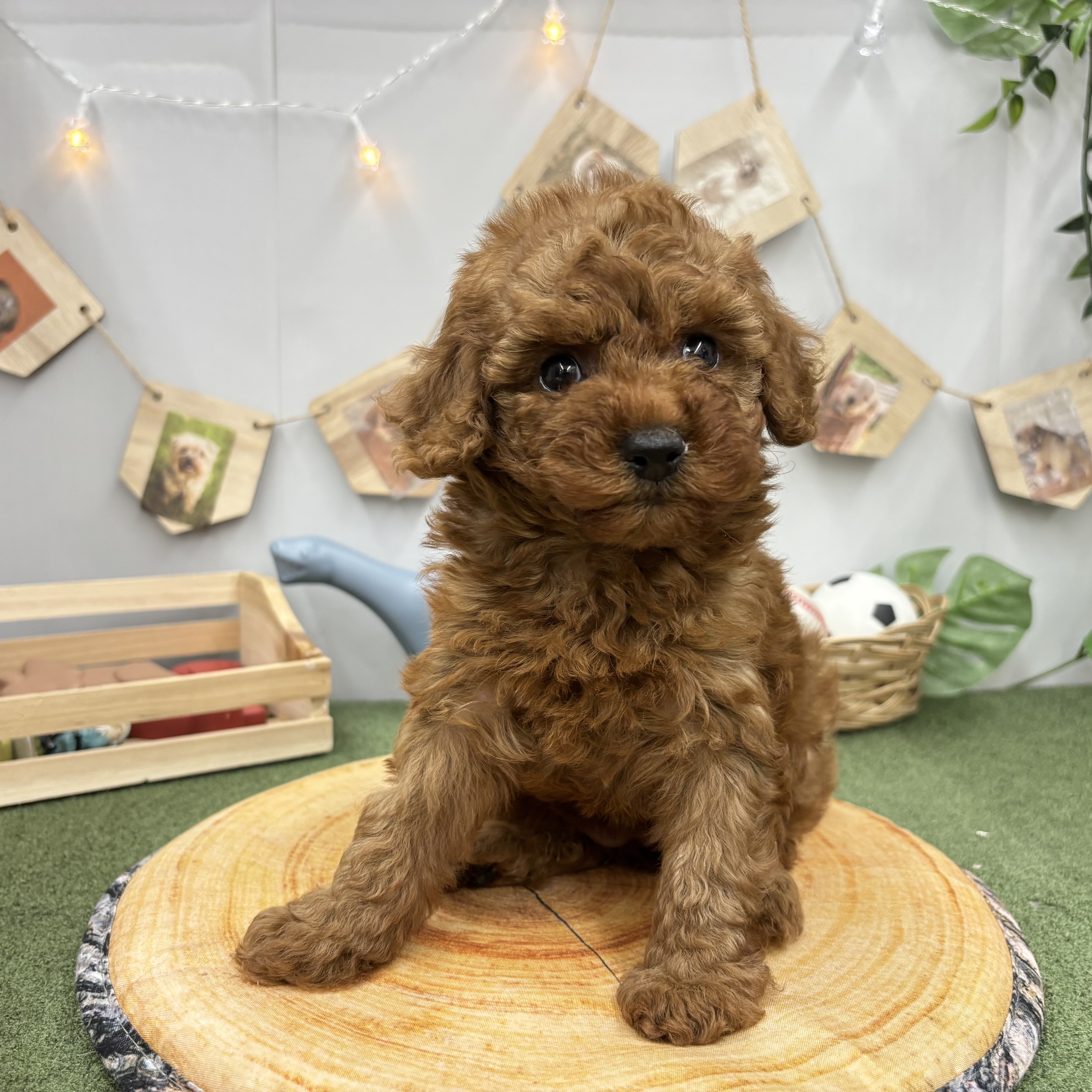 千葉県のトイプードル(トイ) (犬の家＆猫の里ワンズモール稲毛店/2025年5月27日生まれ/女の子/レッド)の子犬の2枚目の画像