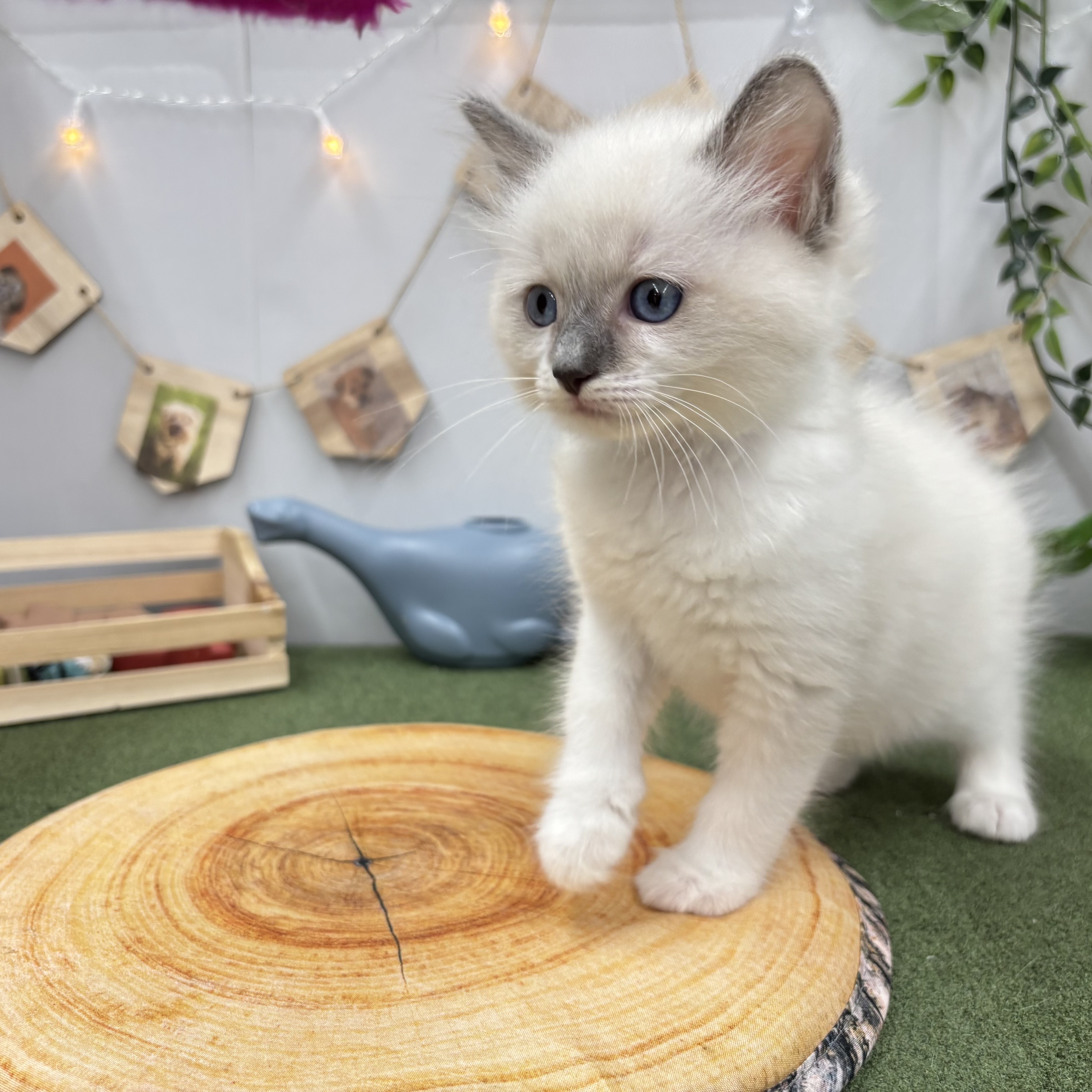 千葉県のラグドール (犬の家＆猫の里ワンズモール稲毛店/2025年5月26日生まれ/男の子/ブルーポイント)の子猫の1枚目の画像