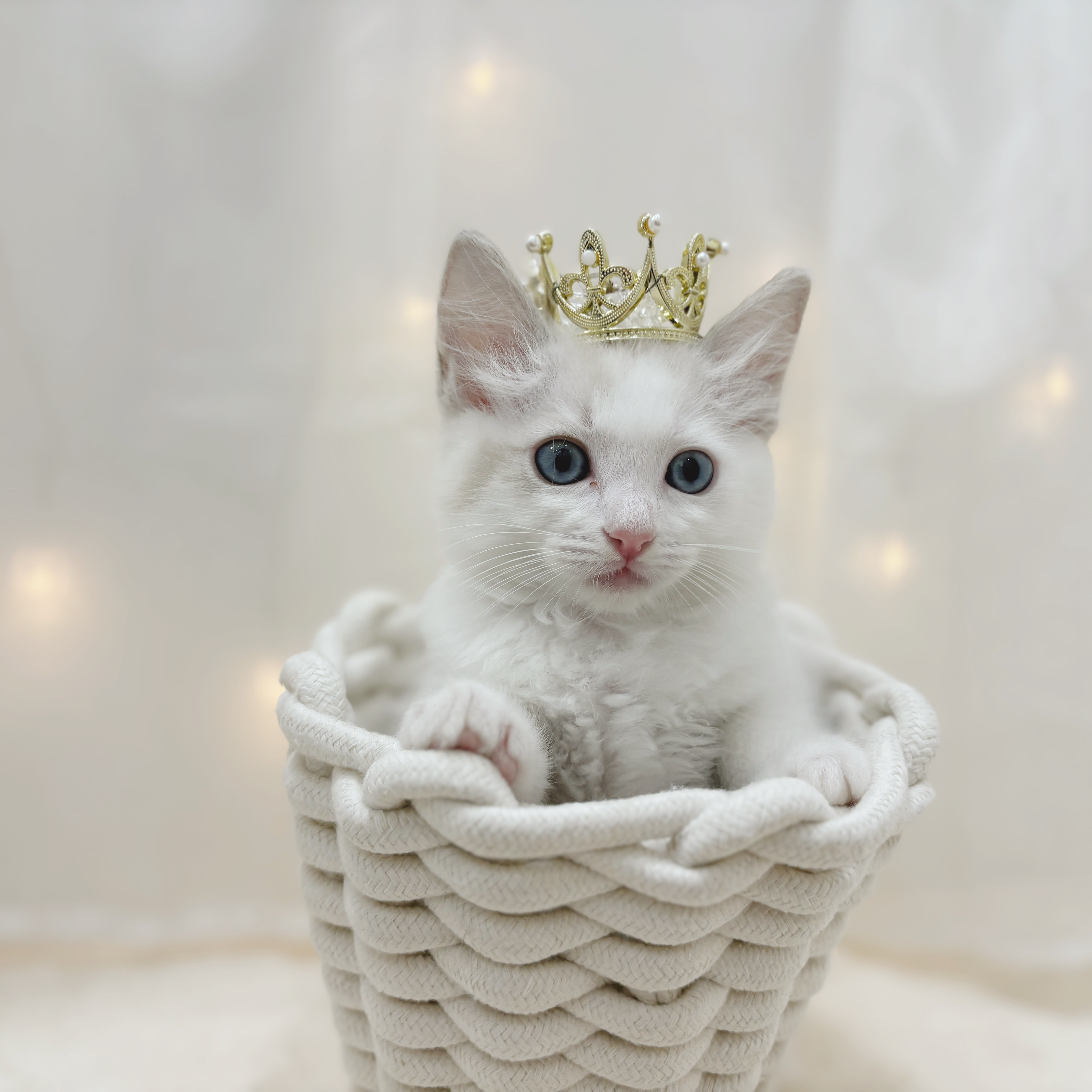 千葉県のラグドール (犬の家＆猫の里BIGHOPガーデンモール印西店/2025年5月26日生まれ/男の子/ブルーポイントバイカラー)の子猫の1枚目の画像