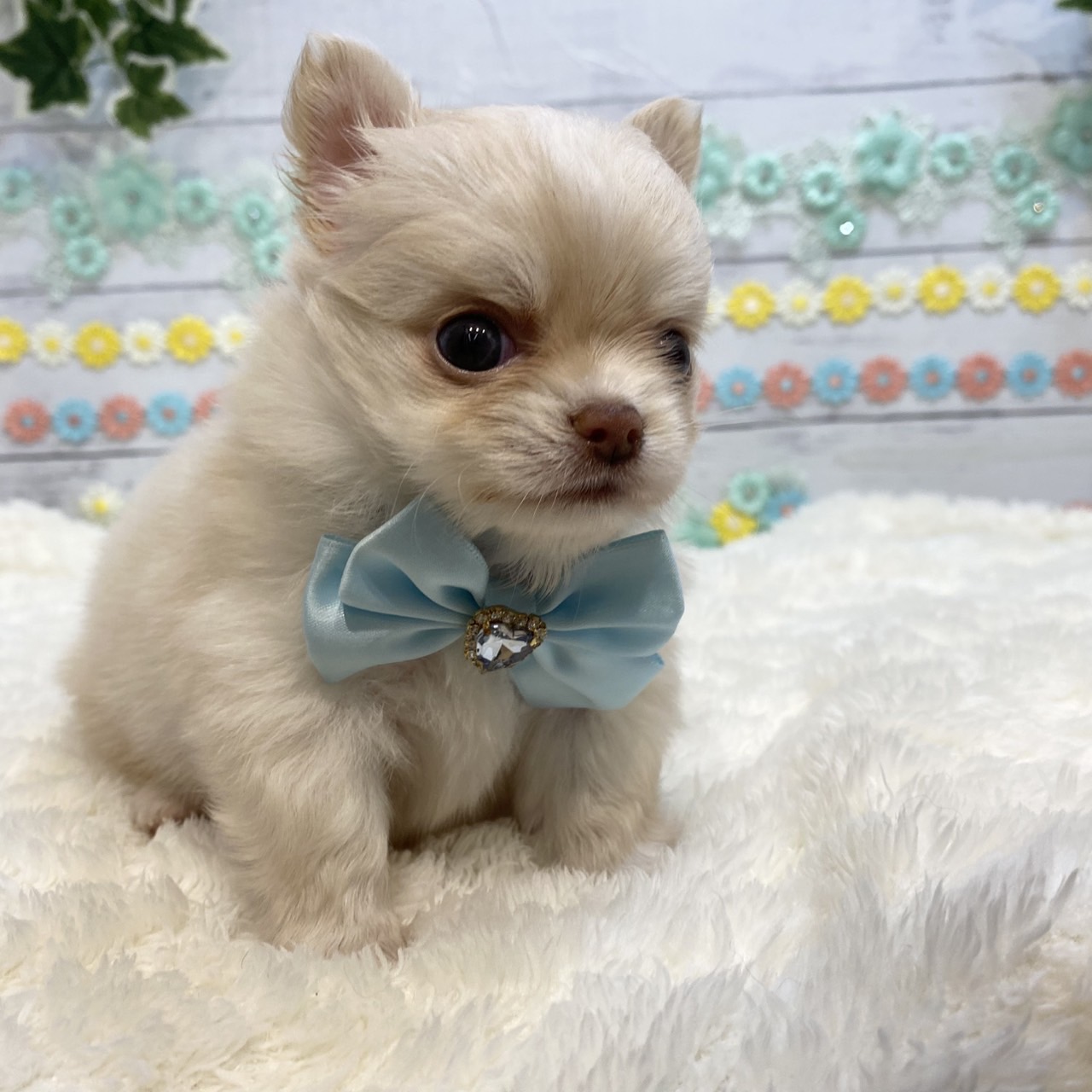 長野県のチワワ(ロング) (犬の家＆猫の里カインズ梓川店/2025年5月26日生まれ/男の子/クリームホワイト)の子犬の2枚目の画像