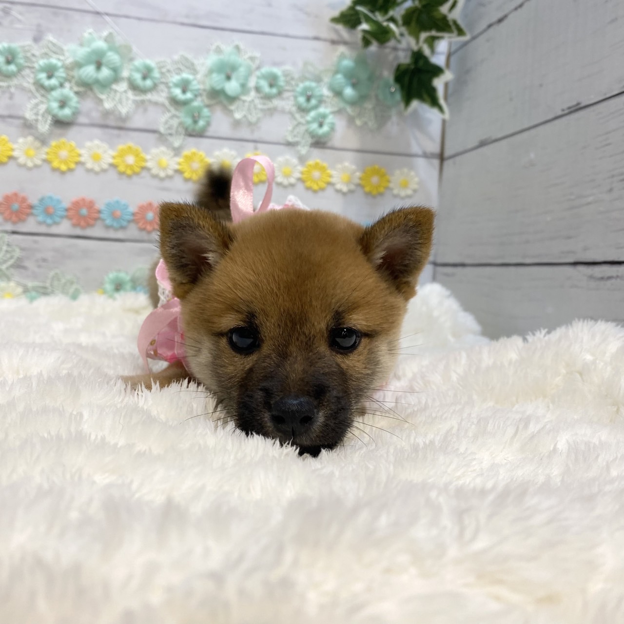 長野県の豆柴 (犬の家＆猫の里カインズ梓川店/2025年5月27日生まれ/女の子/赤)の子犬の1枚目の画像