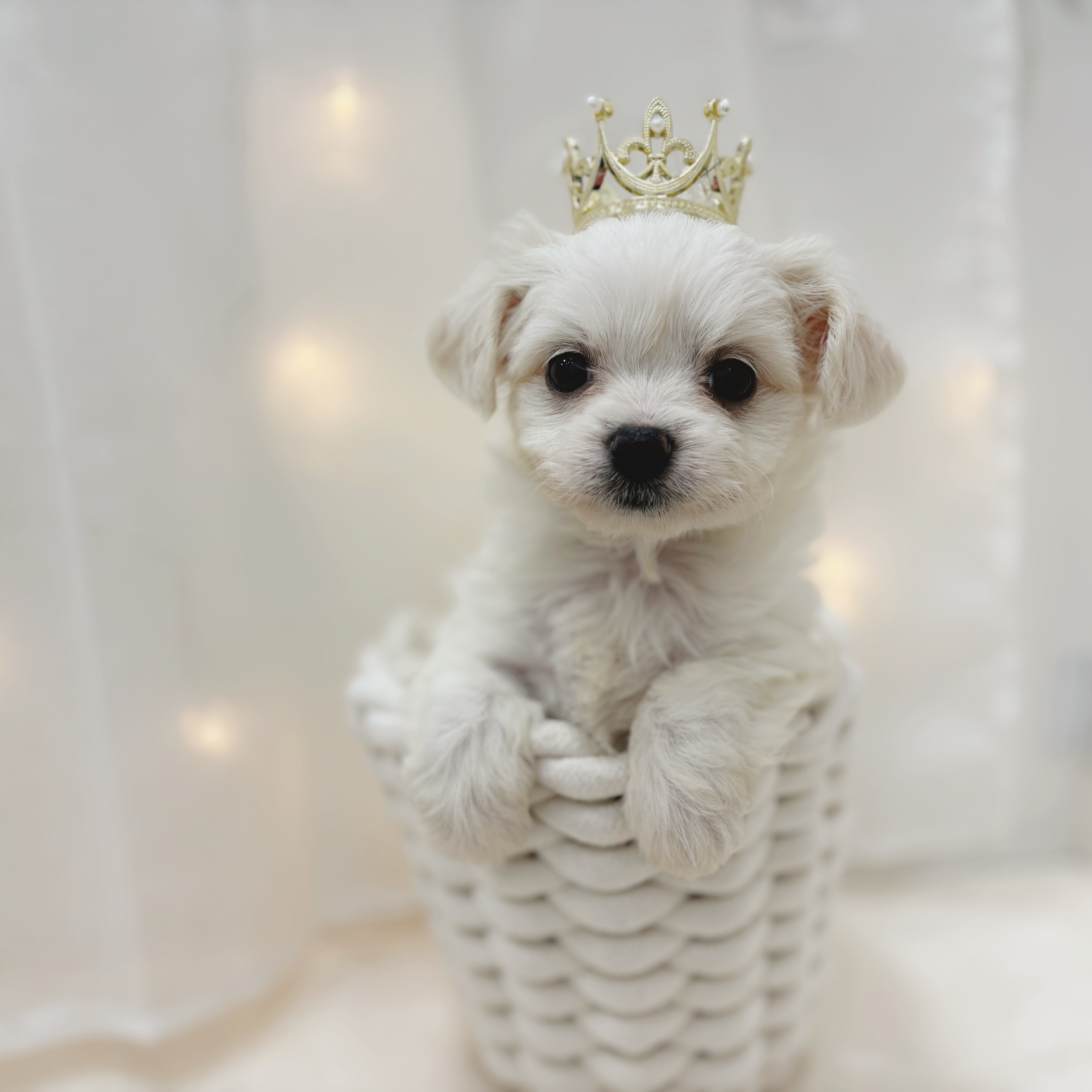 千葉県のハーフ犬・ミックス犬 (犬の家＆猫の里BIGHOPガーデンモール印西店/2025年5月26日生まれ/女の子/ホワイトクリーム)の子犬の1枚目の画像