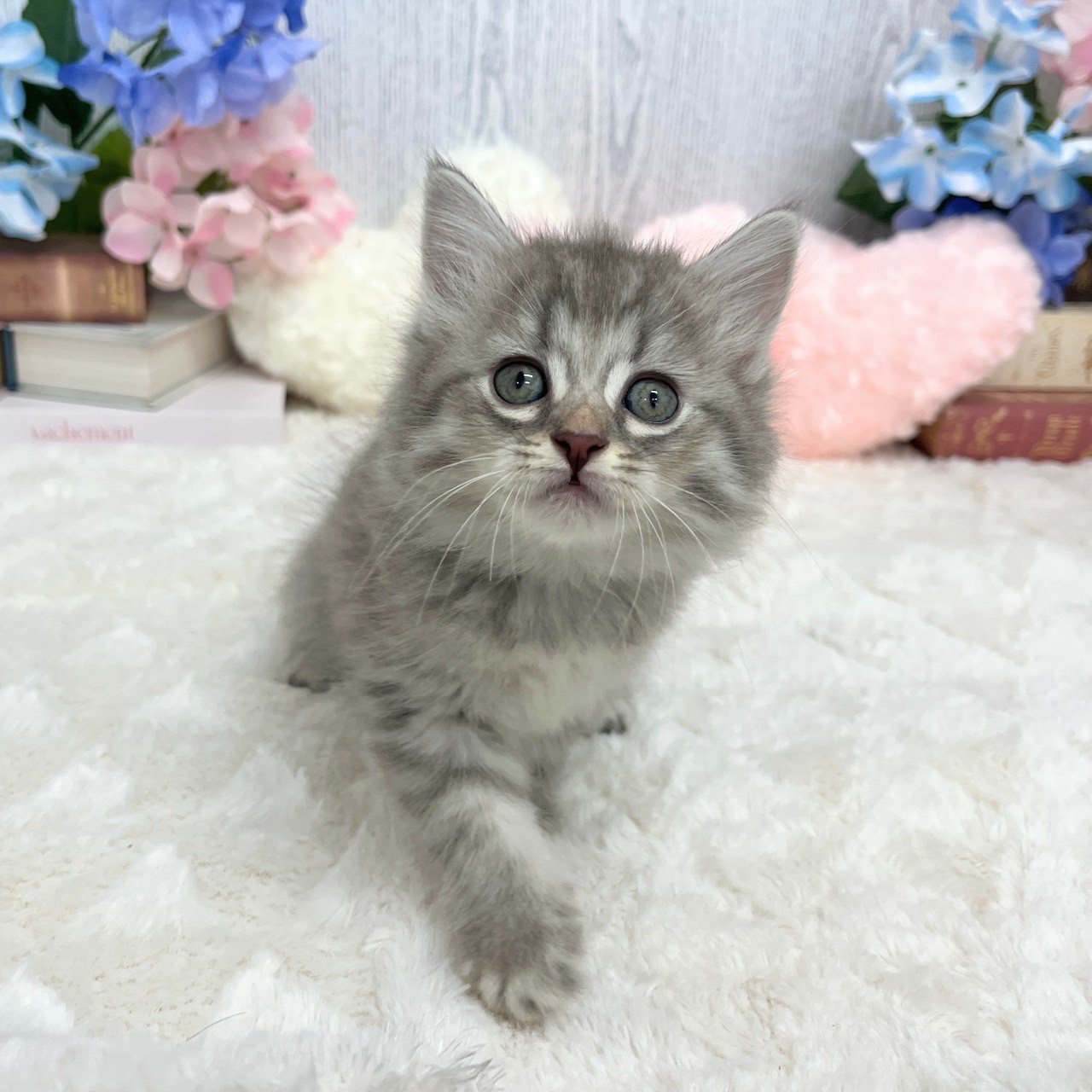 神奈川県のミヌエット (犬の家＆猫の里モザイクモール港北店/2025年5月27日生まれ/女の子/ブルータビー)の子猫の2枚目の画像