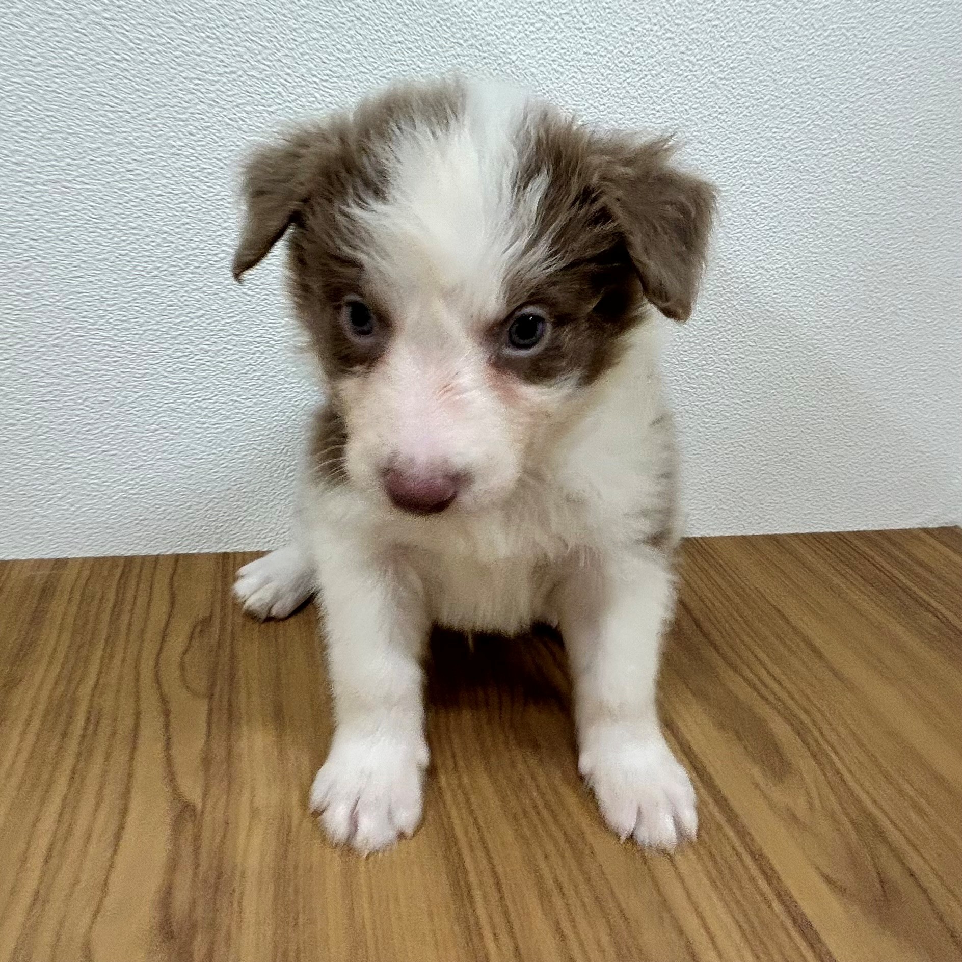 福岡県のボーダーコリー (犬の家＆猫の里トリアス久山店/2025年5月27日生まれ/男の子/イザベラホワイト)の子犬の2枚目の画像