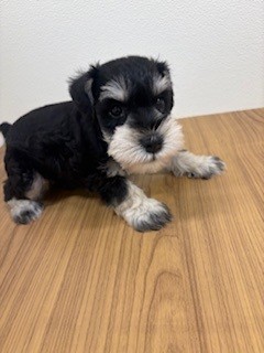 福岡県のミニチュアシュナウザー (犬の家＆猫の里トリアス久山店/2025年5月23日生まれ/男の子/ブラックシルバー)の子犬の2枚目の画像