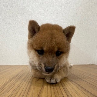 福岡県の豆柴 (犬の家＆猫の里トリアス久山店/2025年5月17日生まれ/男の子/赤)の子犬の2枚目の画像