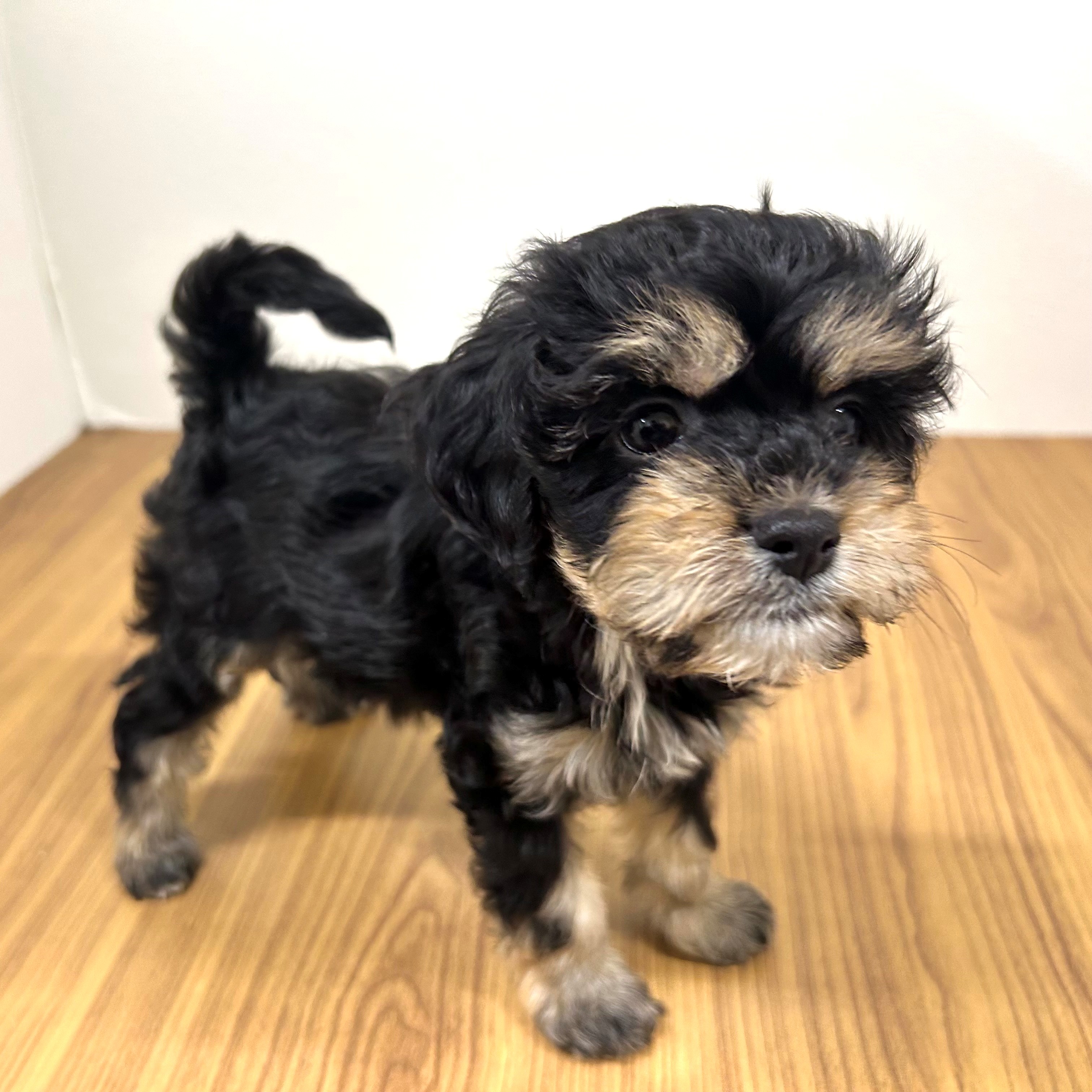 福岡県のキャバプー(キャバリア×プードル) (犬の家＆猫の里トリアス久山店/2025年5月26日生まれ/女の子/ブラックタン)の子犬の2枚目の画像