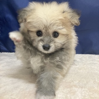 愛知県のポメビション(ポメラニアン×ビションフリーゼ) (犬の家＆猫の里MEGAドン・キホーテ東海名和店/2025年5月27日生まれ/女の子/フォーンホワイト)の子犬の2枚目の画像