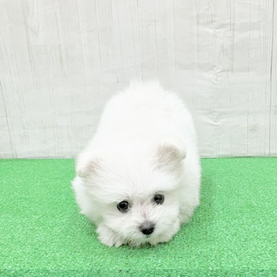 三重県のポメビション(ポメラニアン×ビションフリーゼ) (犬の家＆猫の里三重桑名店/2025年5月27日生まれ/女の子/クリームホワイト)の子犬の1枚目の画像