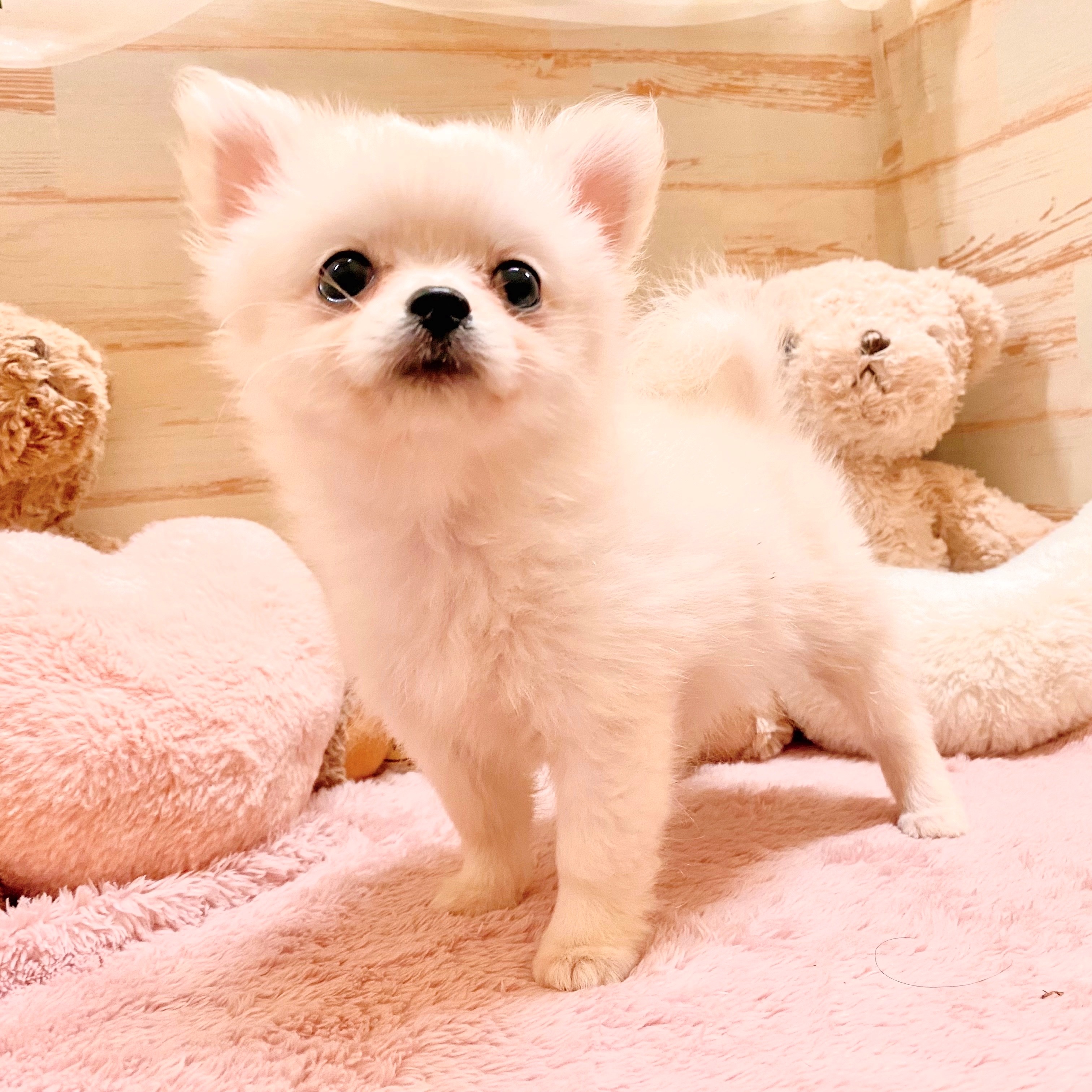兵庫県のポメチワ/チワポメ/ポメチー(ポメラニアン×チワワ) (犬の家＆猫の里神戸店/2025年5月28日生まれ/女の子/クリーム)の子犬の2枚目の画像