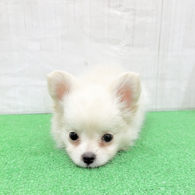 三重県のポメチワ/チワポメ/ポメチー(ポメラニアン×チワワ) (犬の家＆猫の里三重桑名店/2025年5月28日生まれ/男の子/クリーム)の子犬の1枚目の画像