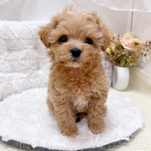 岐阜県のマルプー(マルチーズ×プードル) (犬の家＆猫の里カラフルタウン岐阜店/2025年5月28日生まれ/男の子/アプリコット)の子犬の1枚目の画像