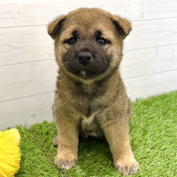 愛知県の柴犬(標準サイズ) (犬の家＆猫の里豊田店/2025年5月27日生まれ/女の子/赤)の子犬の2枚目の画像