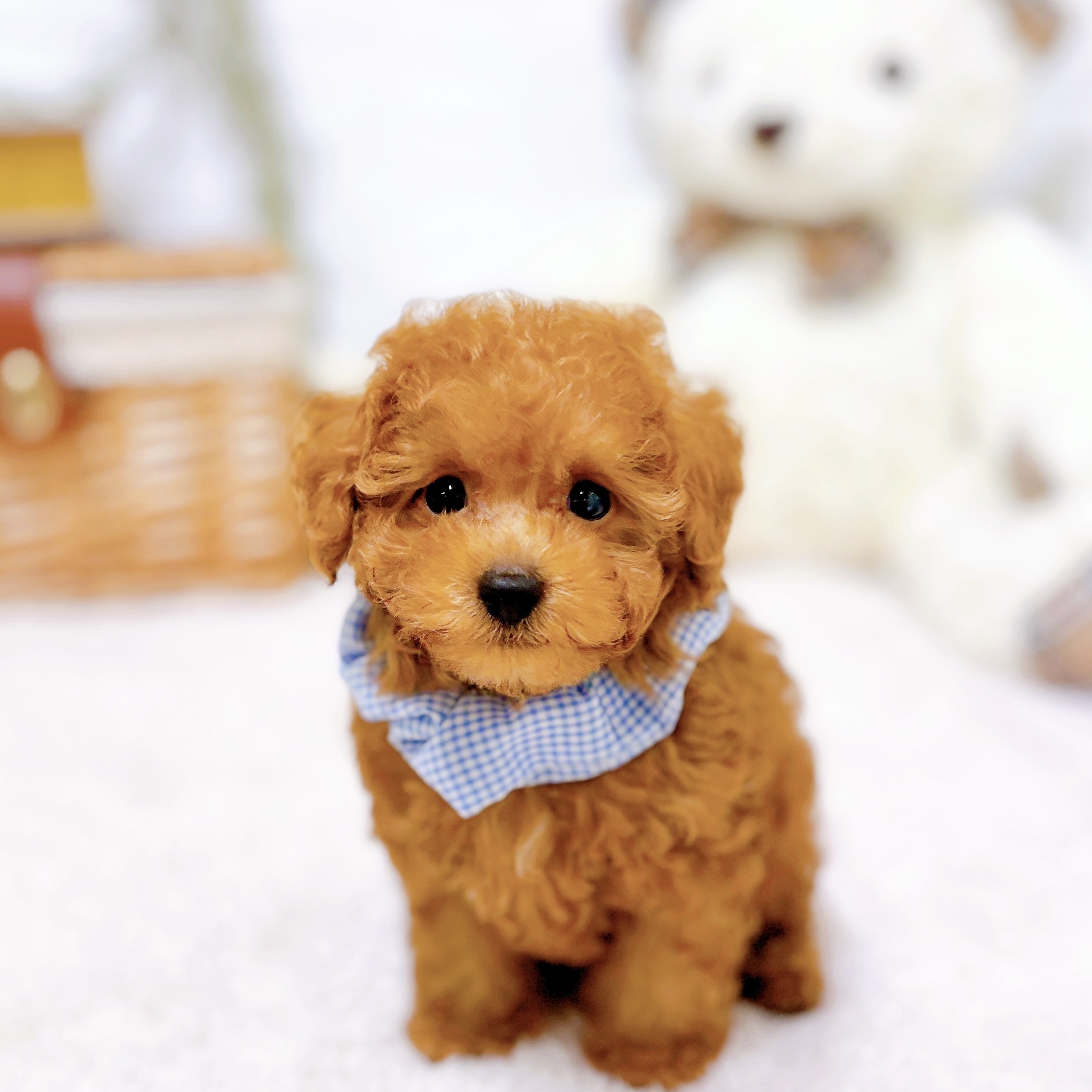 トコタン。トイプーレッドちゃん♡手のひらサイズ レッド(赤系)のトイプードルの子犬一覧 | ペットショップ 犬の家