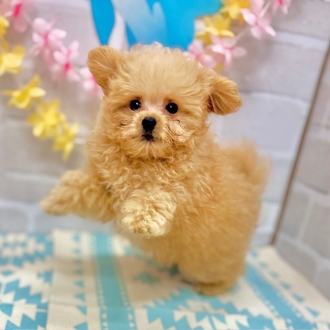 静岡県のポメプー(ポメラニアン×プードル) (犬の家＆猫の里プレ葉ウォーク浜北店/2025年5月28日生まれ/男の子/アプリコット)の子犬の2枚目の画像