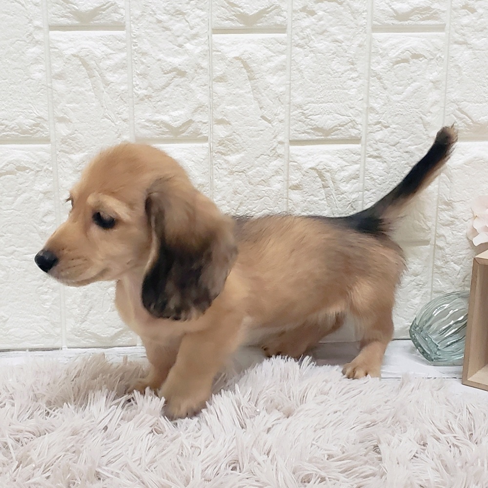 岡山県のミニチュアダックスフンド(ロング) (犬の家＆猫の里岡山店/2025年5月29日生まれ/女の子/シェーデットイエロー)の子犬の2枚目の画像