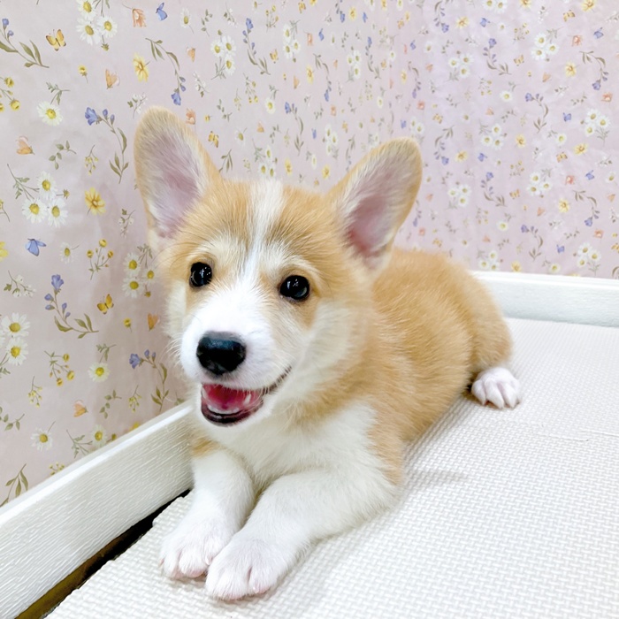 石川県のウェルシュコーギーペンブローク (犬の家＆猫の里金沢店/2025年5月28日生まれ/女の子/レッドホワイト)の子犬の1枚目の画像