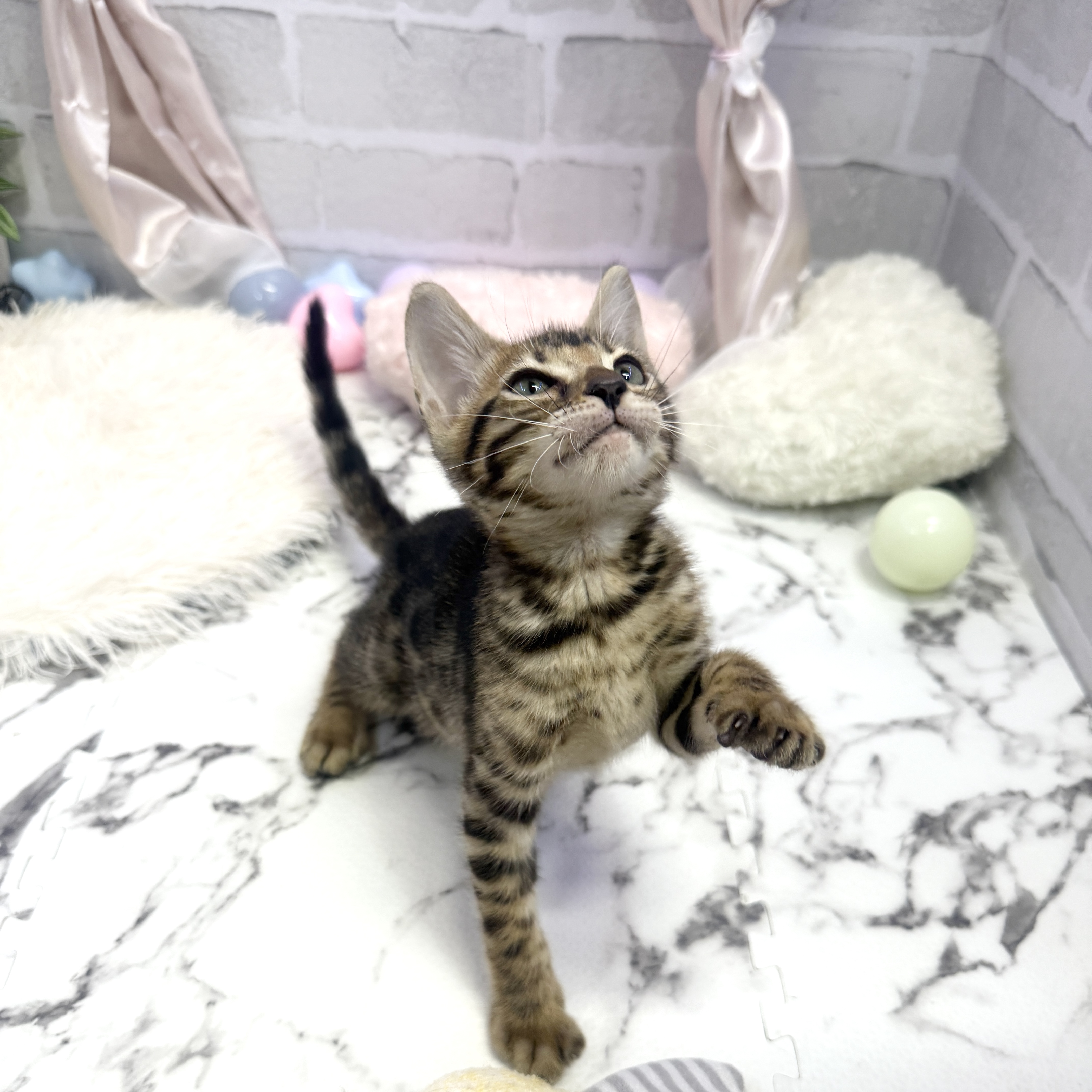 愛知県のベンガル (犬の家＆猫の里岡崎店/2025年5月15日生まれ/男の子/ブラウンスポットタビー)の子猫の2枚目の画像