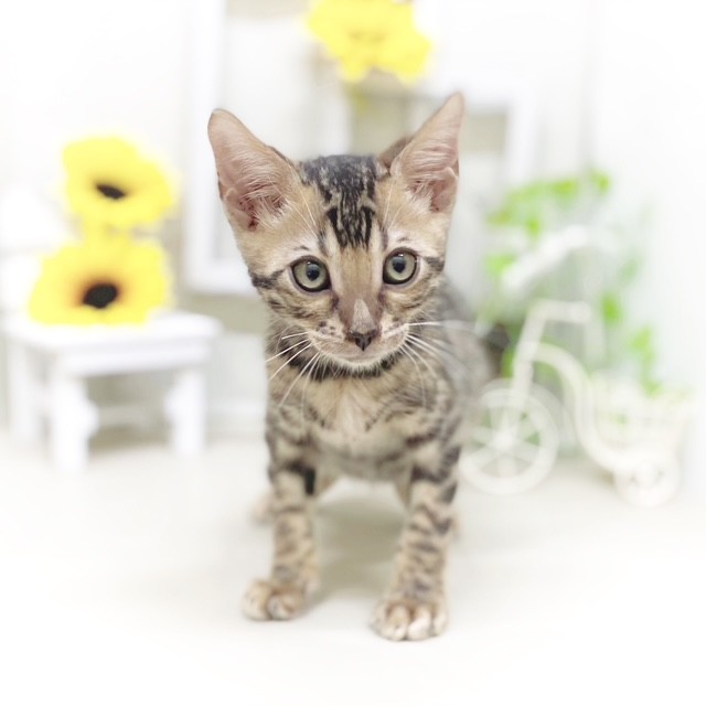 静岡県のベンガル (犬の家＆猫の里藤枝店/2025年5月15日生まれ/男の子/ブラウンスポットタビー)の子猫の1枚目の画像