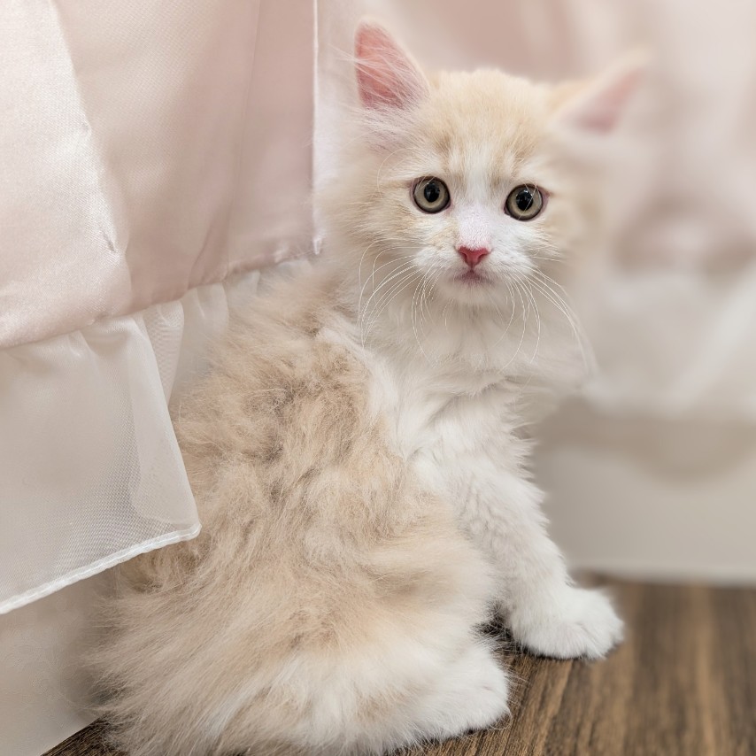 兵庫県のサイベリアン (犬の家＆猫の里カナート西神戸店/2025年5月28日生まれ/男の子/クリームタビーホワイト)の子猫の1枚目の画像
