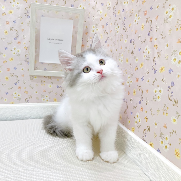 石川県のサイベリアン (犬の家＆猫の里金沢店/2025年5月28日生まれ/男の子/ブルータビーホワイト)の子猫の2枚目の画像